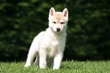 SIBERIAN HUSKY 1004